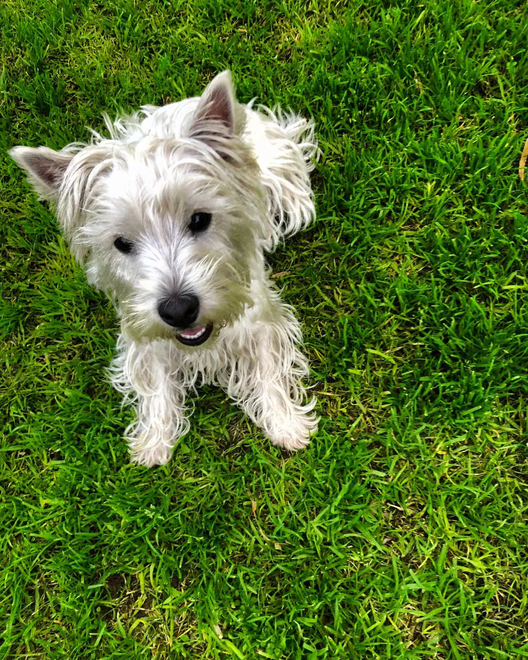 artificial grass for pet areas costa blanca inline CTA