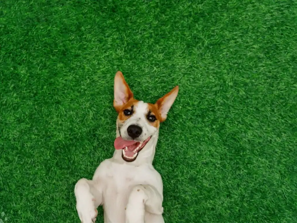 artificial grass for pet closing CTA
